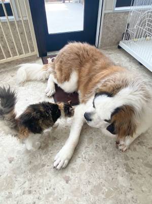 「今助けるから！」　相思相愛すぎる犬と猫、片方をサークルに入れると？