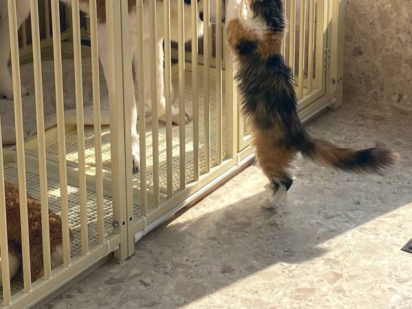 「今助けるから！」　相思相愛すぎる犬と猫、片方をサークルに入れると？