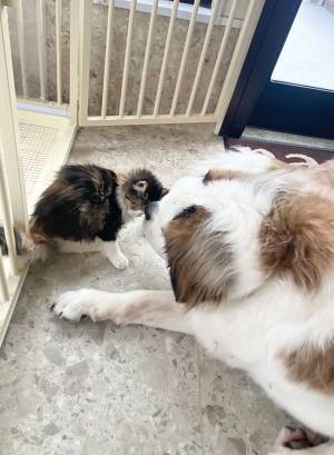 「今助けるから！」　相思相愛すぎる犬と猫、片方をサークルに入れると？