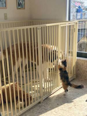 「今助けるから！」　相思相愛すぎる犬と猫、片方をサークルに入れると？