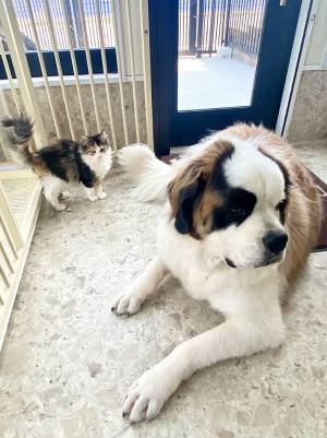 「今助けるから！」　相思相愛すぎる犬と猫、片方をサークルに入れると？