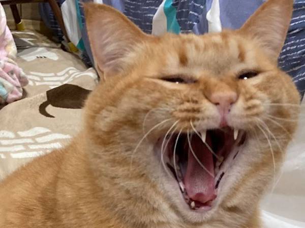 猫「ギャーッ！」　尻尾をよく見ると、そこには？　偶然の１枚に吹きだす人が続出