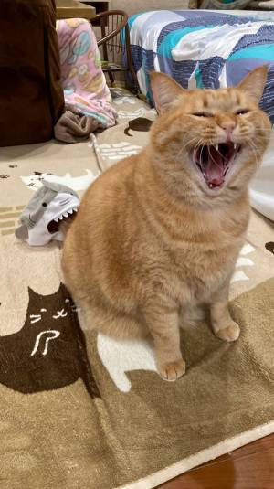 猫「ギャーッ！」　尻尾をよく見ると、そこには？　偶然の１枚に吹きだす人が続出