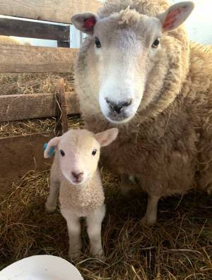 「悶えるぐらいかわいい」　ある親子のツーショットに６万人が『いいね』