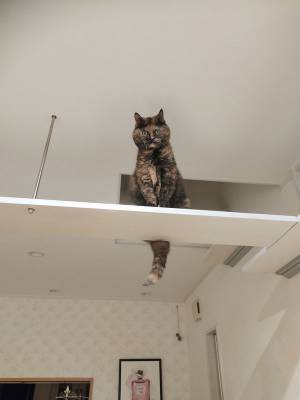 戦う前に『負け』を確信　飼い主が見た光景に「勝てませんね」「眼光が…」