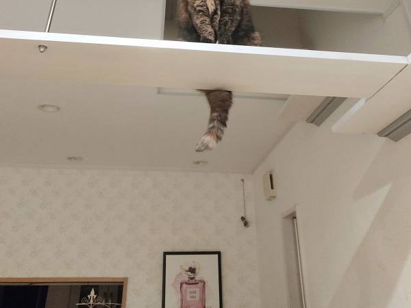 戦う前に『負け』を確信　飼い主が見た光景に「勝てませんね」「眼光が…」