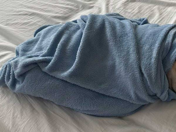 「赤ちゃん感ある」「添い寝したい」　包まれ度MAXの柴犬をご覧ください