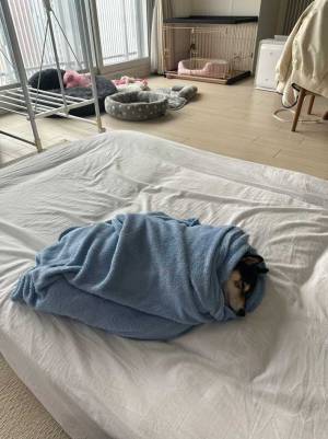 「赤ちゃん感ある」「添い寝したい」　包まれ度MAXの柴犬をご覧ください