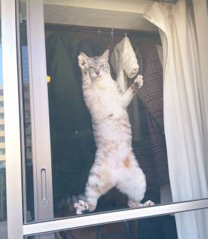 「顔！」「イケメンな顔なのが笑える」　飼い主の背後で繰り広げられていた出来事に反響！