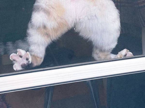 「顔！」「イケメンな顔なのが笑える」　飼い主の背後で繰り広げられていた出来事に反響！