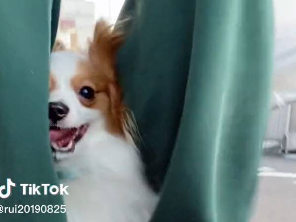 絶対に踏んではいけない…！　散歩するパピヨンの姿に「ドリブルかと思った」「楽しそう」