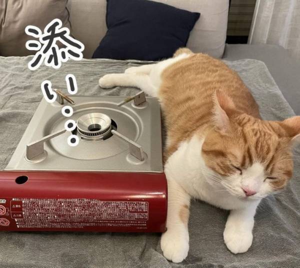 鍋の準備中に忍び寄る猫！　何をするかと思ったら…？