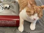 鍋の準備中に忍び寄る猫！　何をするかと思ったら…？
