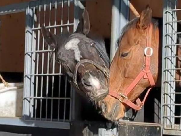 馬を飼育する従業員「ヤバいのよ」　驚きを隠せなかった２頭の姿とは
