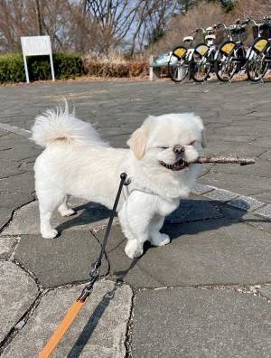 『いい感じの枝』を見つけた犬　表情に、癒される人が続出　「すんごい笑顔」