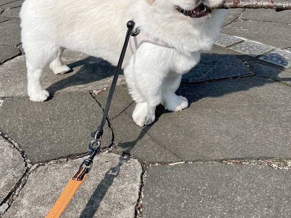 『いい感じの枝』を見つけた犬　表情に、癒される人が続出　「すんごい笑顔」