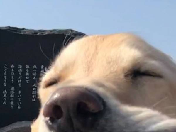 「吹き出しました！」「お口がー！」　強風を受けるゴールデンレトリバー、顔の一部が大変！