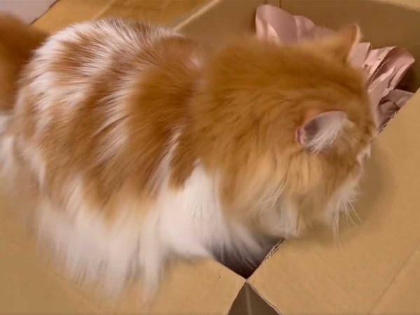 ダンボールに入る猫に「待って」　飼い主が慌てた理由に、納得！