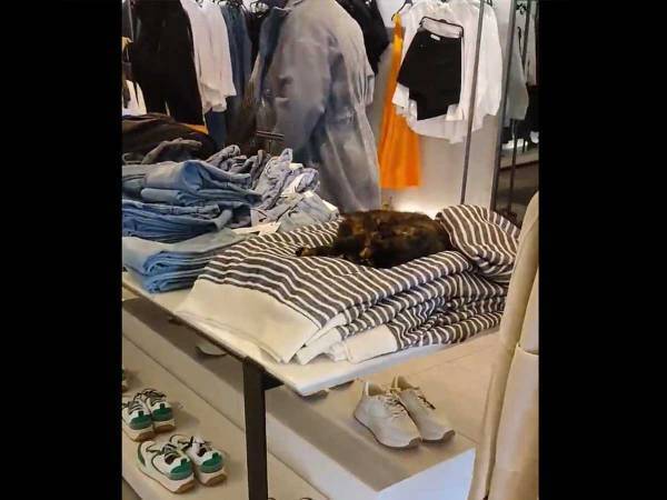 「もしかして、猫が見えてない？」　ZARA店内で撮影された動画に驚き