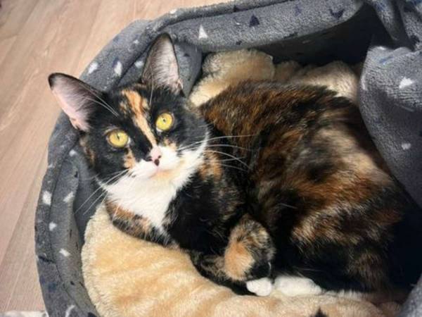 真冬に捨てられた猫　添えられていた『手紙』に「涙が出た」「こんなの間違ってる」