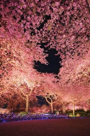 「夜桜でできたハートを見つけました」　奇跡の１枚に「素敵」「ロマンチック」