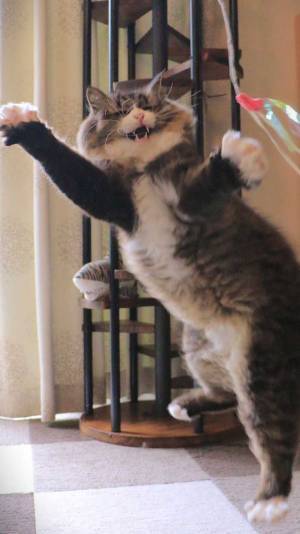 猫のポーズと表情に「じわじわくる…」「笑いが止まらん」　最高に楽しそうな姿がこちら！