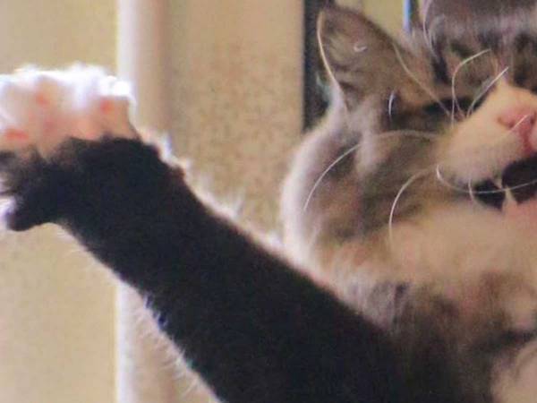 猫のポーズと表情に「じわじわくる…」「笑いが止まらん」　最高に楽しそうな姿がこちら！