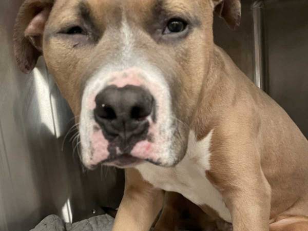 ゴミ箱の中で見つかった犬　保護時の状態に「涙が出る」「残酷極まりない」