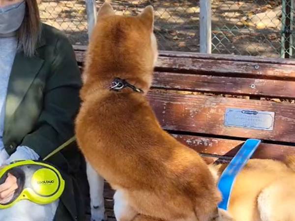 「まだベンチに直接座ると冷たいからね」　柴犬の『やらかし』に吹き出す人が続出