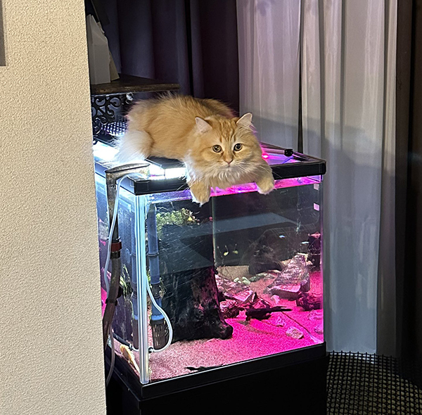 水槽の上に『猫除け』を設置した飼い主　その結果に「強すぎるだろ！」「表情で笑った」