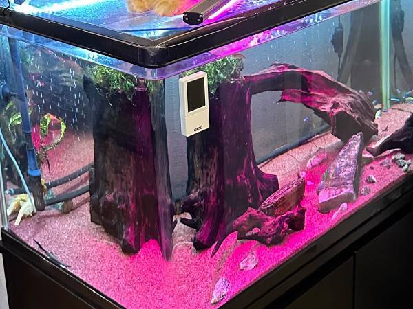 水槽の上に『猫除け』を設置した飼い主　その結果に「強すぎるだろ！」「表情で笑った」