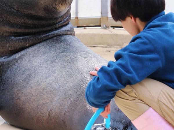 飼育員を見つめるアシカ　「かわいいのに怖い」と声が上がったワケとは？　「見方のクセが強い」