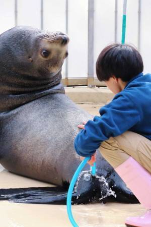 飼育員を見つめるアシカ　「かわいいのに怖い」と声が上がったワケとは？　「見方のクセが強い」