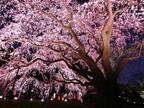 『桜を１日中楽しめるサービス』がスタート！　２０２３年５月まで毎日更新