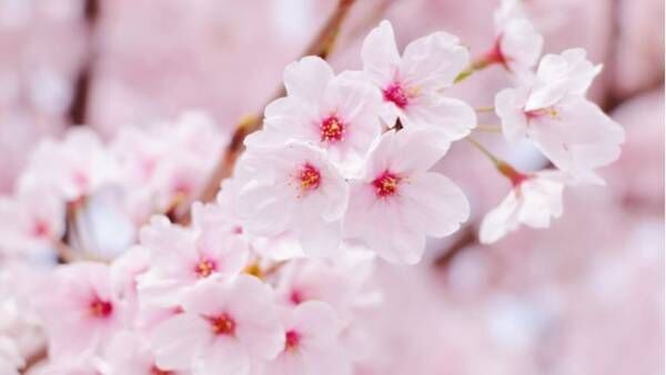 いくつ知っている？　桜に関する「へぇ〜」な豆知識４つ