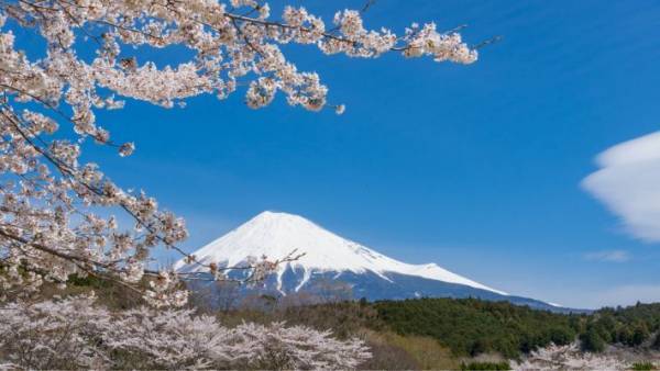 いくつ知っている？　桜に関する「へぇ〜」な豆知識４つ