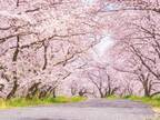 いくつ知っている？　桜に関する「へぇ〜」な豆知識４つ