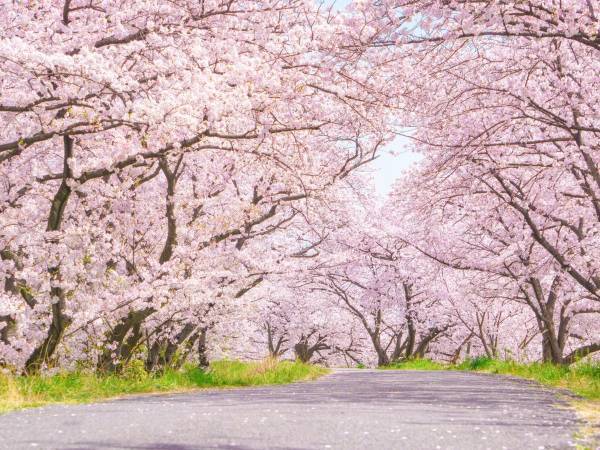 いくつ知っている？　桜に関する「へぇ〜」な豆知識４つ