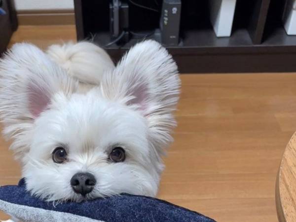 「かわいい」「反則！」　あるおもちゃを咥えた愛犬の姿に誰もが悶絶！