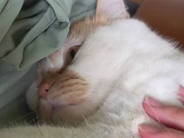 『魔法の言葉』を聞いた猫は、態度を一変！　その言葉とは…