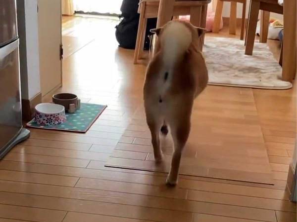 ハンバーガーをお届けするはずが…　柴犬が取った行動に「たまらんっ！」の声
