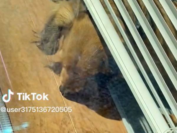 犬「出かけちゃったなぁ」　飼い主がいないと思って、窓辺に行くと？