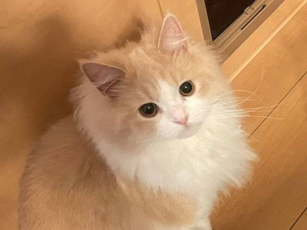 「サイズ感の不思議」　同じスコティッシュフォールドの２匹　しかし、見た目以外にも違いが