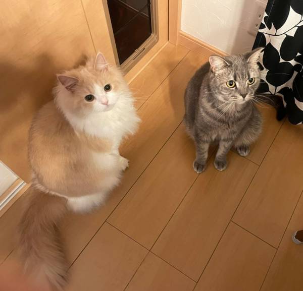 「サイズ感の不思議」　同じスコティッシュフォールドの２匹　しかし、見た目以外にも違いが