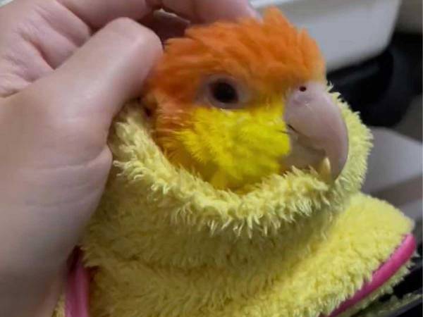 頭をカキカキされているインコ、気持ち良すぎて大熱唱　「かわいすぎ」「元気が出た」