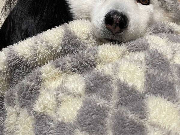 ハスキーが枕にしていたのは？　写真に「この顔は罪」「かわいすぎる」