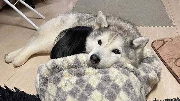 ハスキーが枕にしていたのは？　写真に「この顔は罪」「かわいすぎる」
