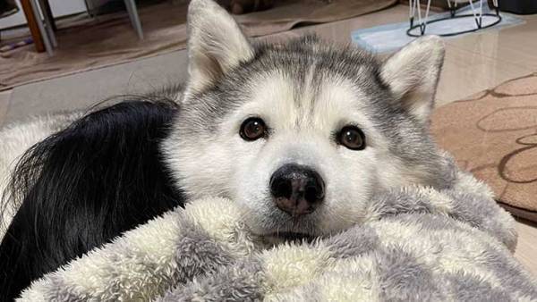 ハスキーが枕にしていたのは？　写真に「この顔は罪」「かわいすぎる」