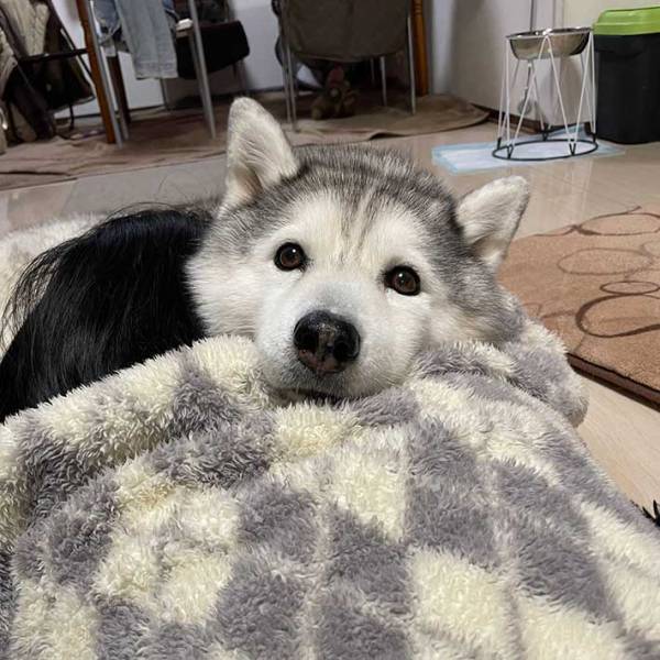 ハスキーが枕にしていたのは？　写真に「この顔は罪」「かわいすぎる」