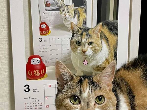 カレンダーをよく見ると…？　飼い主の発想に「天才的！」「ジーンときた」